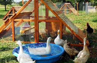duck coops for sale