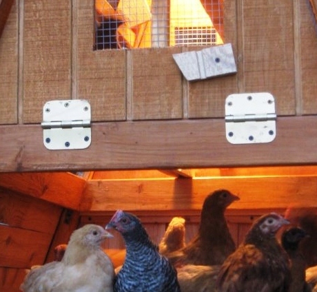 backyard chickens in winter 