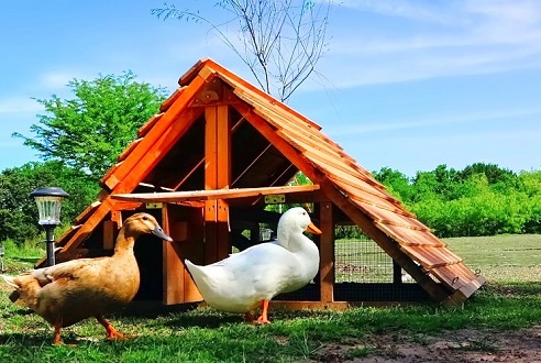 best duck coop kit houses 6 to 12 ducks good for chickens too