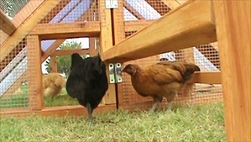 chicken coops list laying hens for sale coop for 4 6 hens large coop ...