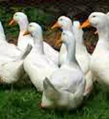 jumbo pekin ducks for sale dallas tx