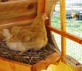 Nice hen nests