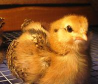 Americauna Chicks for sale in dallas
