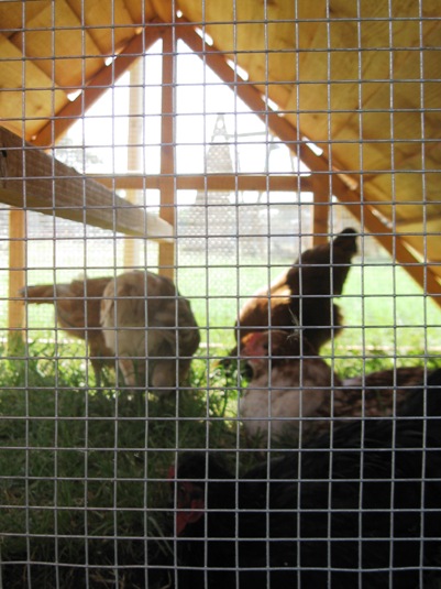 chicken coop with good ventilation