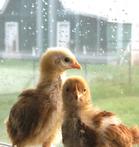 chickens in the rain