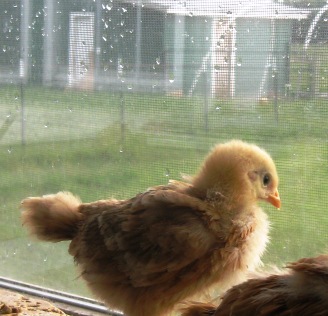 chicken in a rainning day