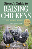 raising chickens