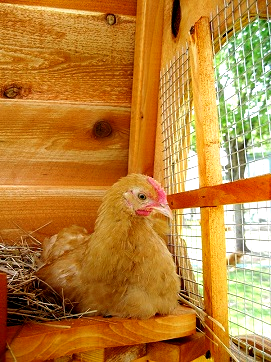 this is one of the best window design on our chicken coops