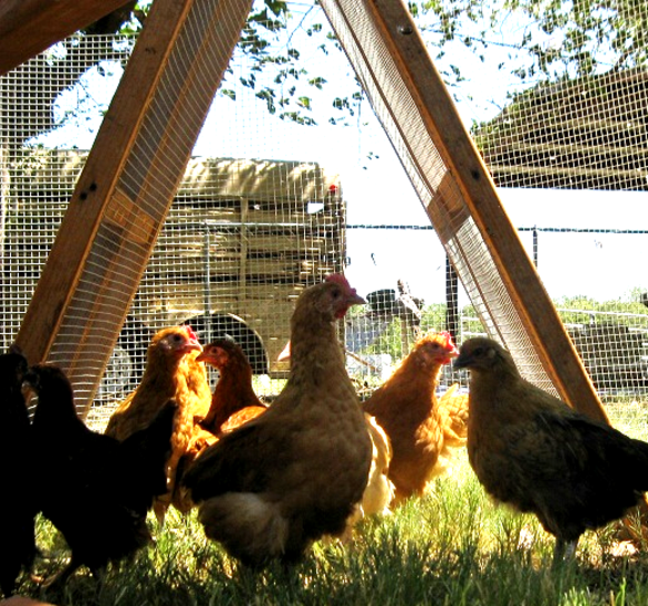  chicken fence and simple shelter