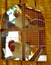 small chicken coops for sale tx 