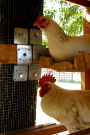 Suburban chicken coop- you can hang it up!