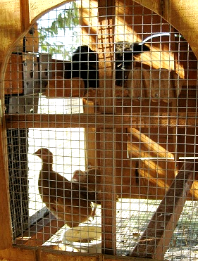 Chicken Coops For 2 chickens in dallas tx