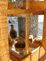 small Chicken coop