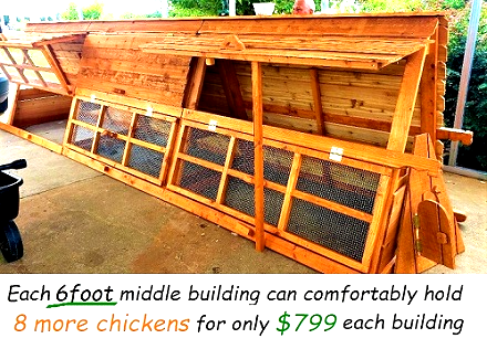 large modular chicken coop kit for 20 hens