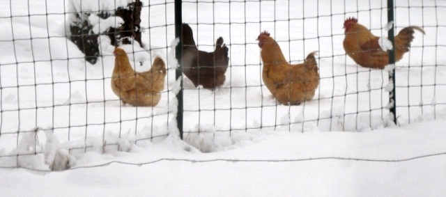 chicken coop for our snow lover