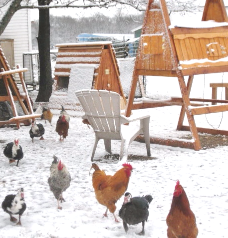 winter coop for chickens
