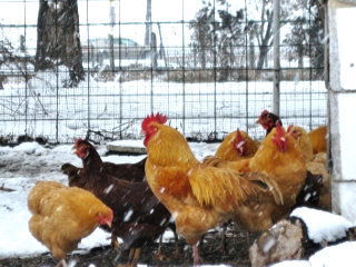 backyard chicken in winter