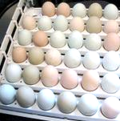 hatching eggs for sale in dallas texas