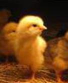 pure bred buff orpington chicks for sale dallas tx