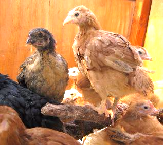 young chickens for sale east Texas