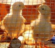 chicks and brooders for sale