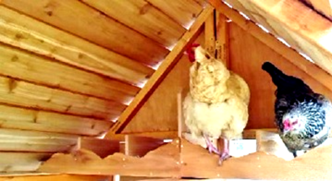 cedar roof chicken coop for 18 hens