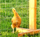 Portable fence post for free range chicken coop