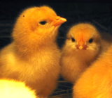 chicks and brooder for sale dallas tx