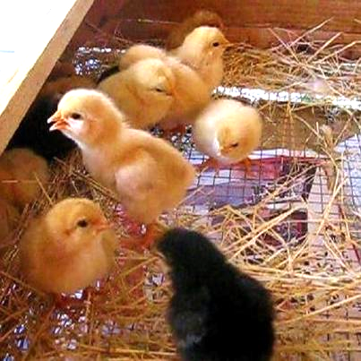 brooder for chicks and duckling