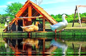 best duck coop ready made kit