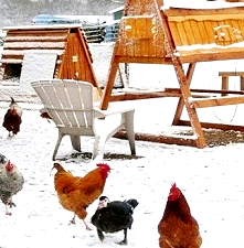 winterizing chicken coop