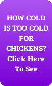how cold is too cold for chickens?