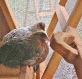 Chicken coops for sale