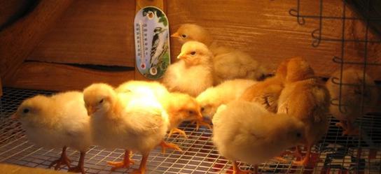 Texas made brooder for sale 