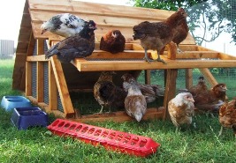 chicken coop for sale dallas tx