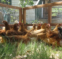chicken fence